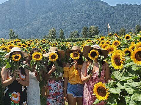 5th Annual Sunflower Festival poster
